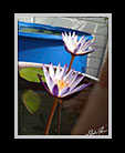 2 white flowers next to a blue trash can thumbnail 